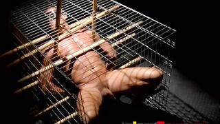 Master Dire Callahan let his sub endures the painful balls stretching